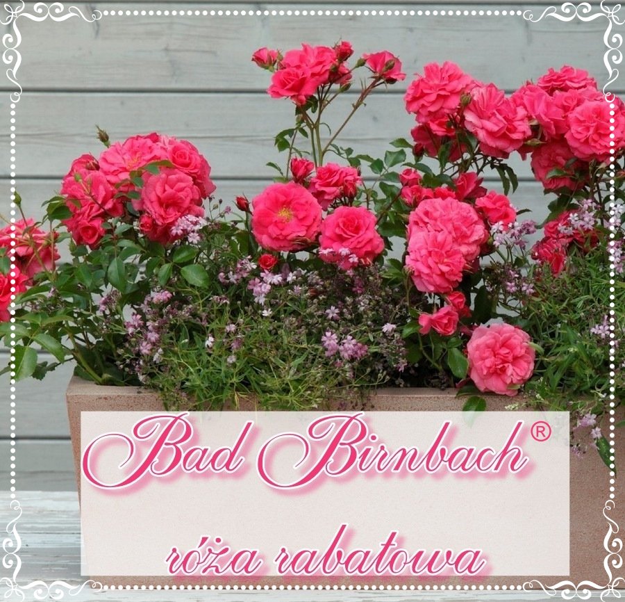 BAD BIRNBACH róża rabatowa